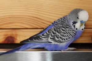 Image of a blue budgie