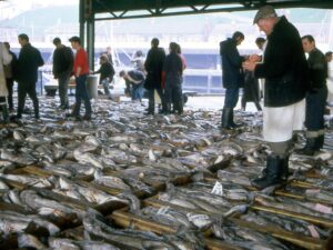 Photo of boxes of fish at the Fish Quay market 1960s