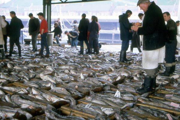 Photo of boxes of fish at the Fish Quay market 1960s