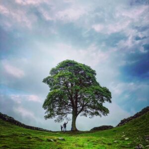The Strachan family at the Sycamore Gap tree in Northumberland