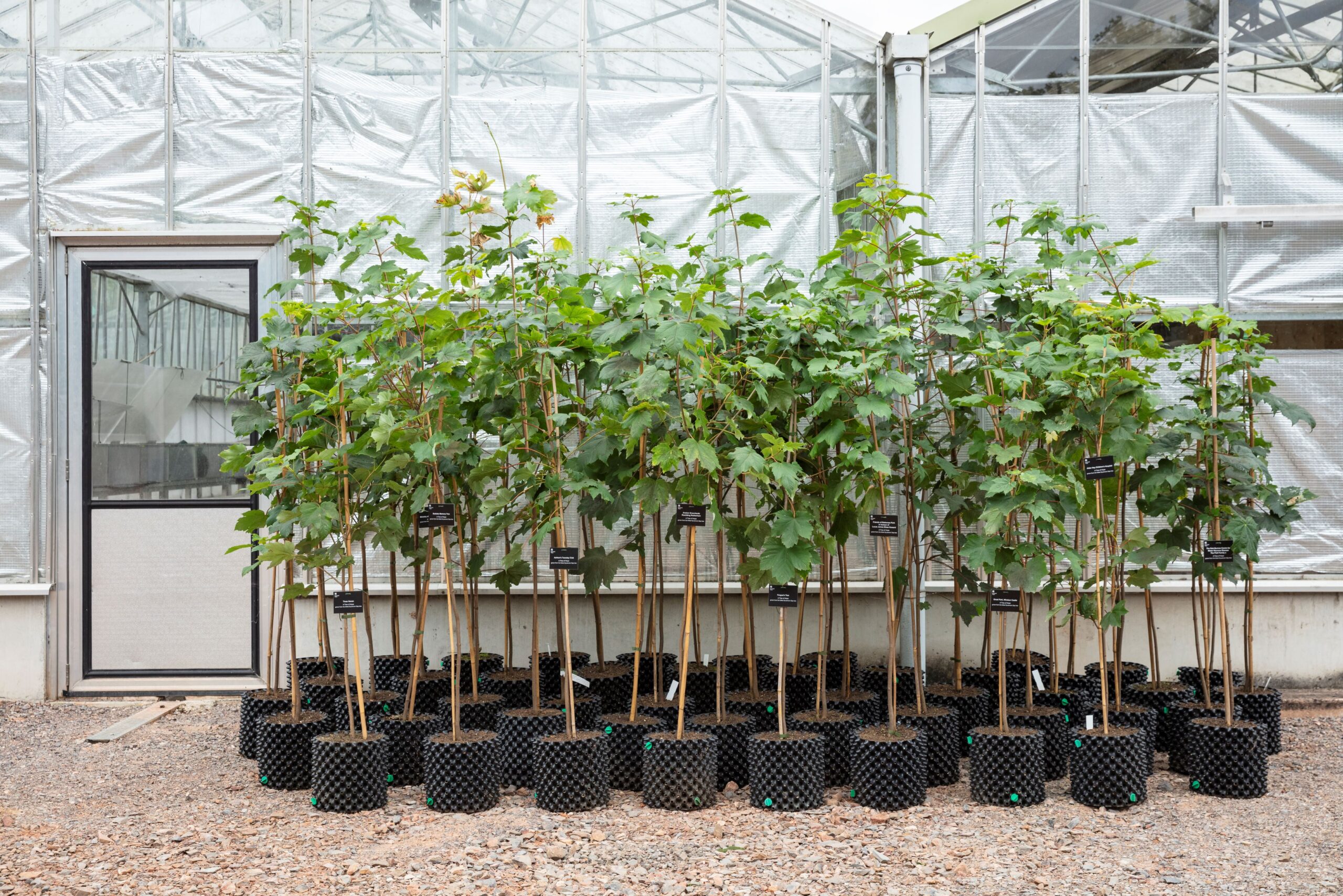 Group of 'Trees of Hope'saplings in pots from the Sycamore Gap tree